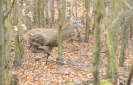 Korinek2018