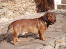 Tabasek